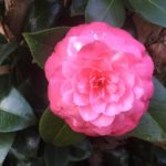 Flower healing benefits and uses