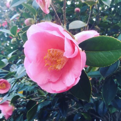 Flower healing benefits and uses, pink camellia